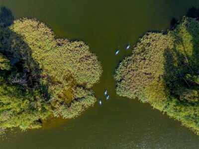Kajaki na spokojnym jeziorze wśród trzcin. Widok z lotu ptaka.