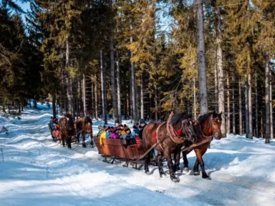 Przejażdżka kuligiem po zimowym lesie. Konie ciągną sanie pełne ludzi przez ośnieżoną ścieżkę.